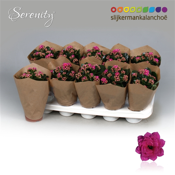 <h4>Kal Serenity Purple Papersleeve</h4>