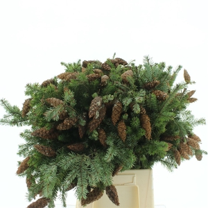 Douglas Pine Cone 60cm