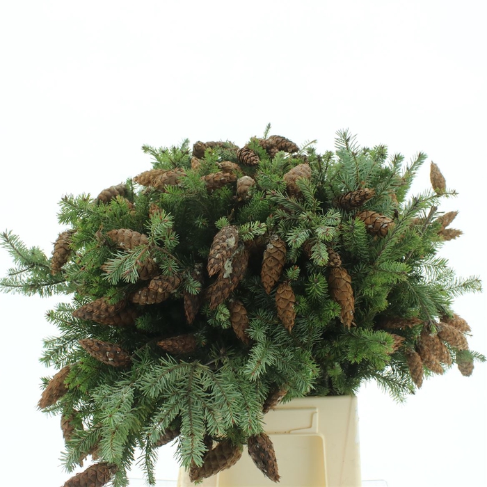 <h4>Douglas Pine Cone 60cm</h4>