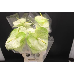 Anthurium Extase