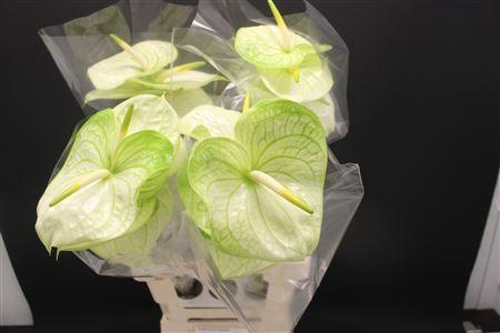 <h4>Anthurium Extase</h4>