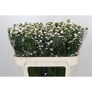 Aster Baby White