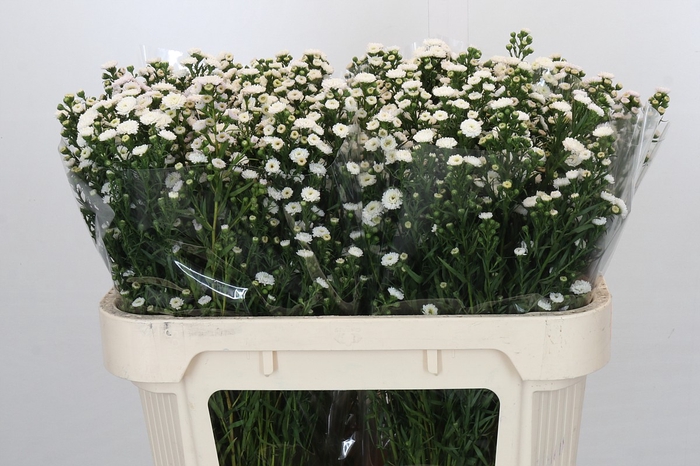 <h4>Aster Baby White</h4>