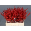 Ilex Rood