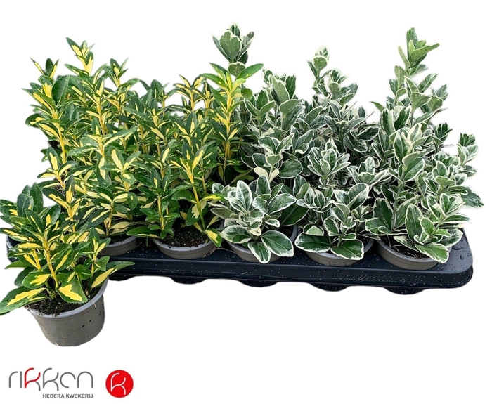 <h4>EUONYMUS JAP GEM</h4>