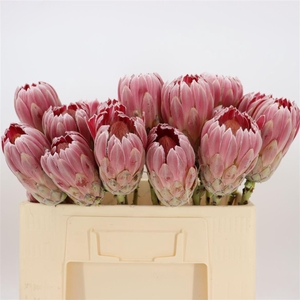 Protea Carnival No Leaves