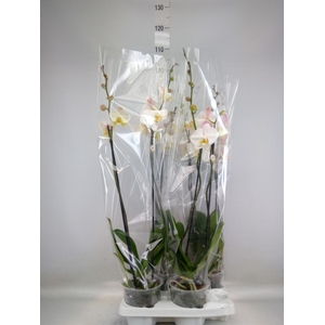 Phalaenopsis   ...white