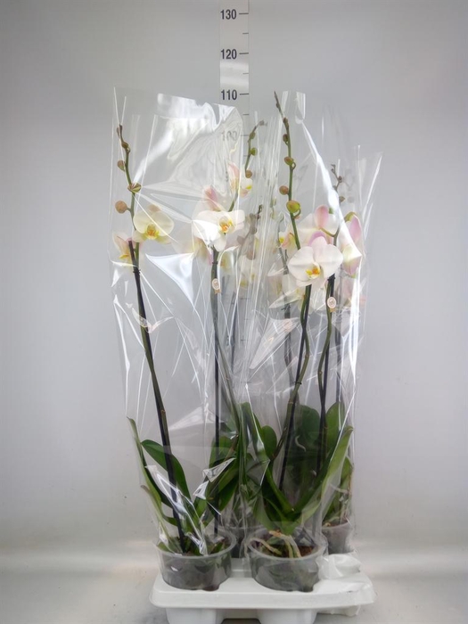 <h4>Phalaenopsis   ...white</h4>