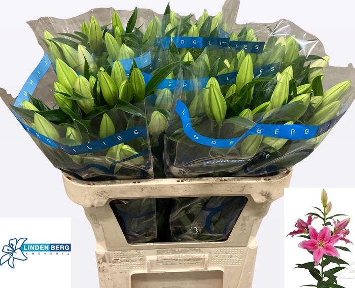 <h4>LI OR SORBONNE</h4>