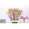 Nerine Ras van Roon