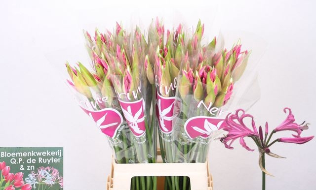 <h4>Nerine Ras van Roon</h4>