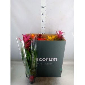 Guzmania   ...mix