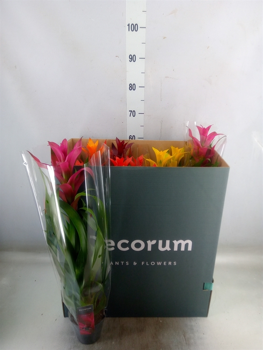 <h4>Guzmania   ...mix</h4>