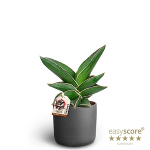 SANSEVIERIA EHRENBERGII