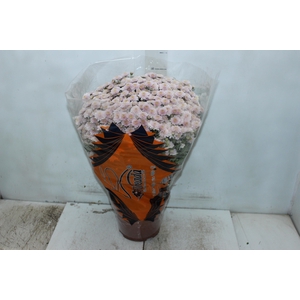 CRISANTEMO BOLA BELGA JASODA P20 ROSA