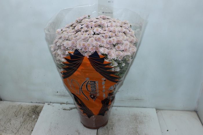 <h4>CRISANTEMO BOLA BELGA JASODA P20 ROSA</h4>