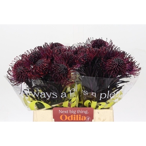 Nutans Painted Aubergine