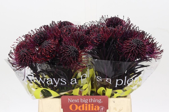 <h4>Nutans Painted Aubergine</h4>