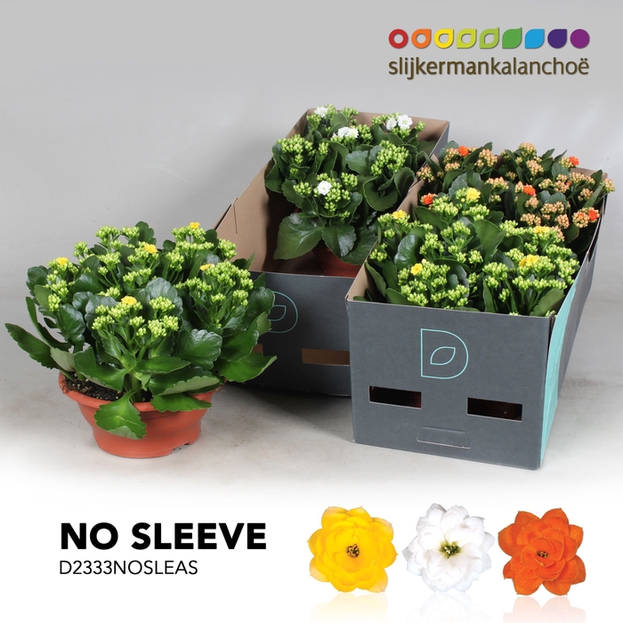 <h4>Kalanchoe No sleeve - Easter Mix</h4>