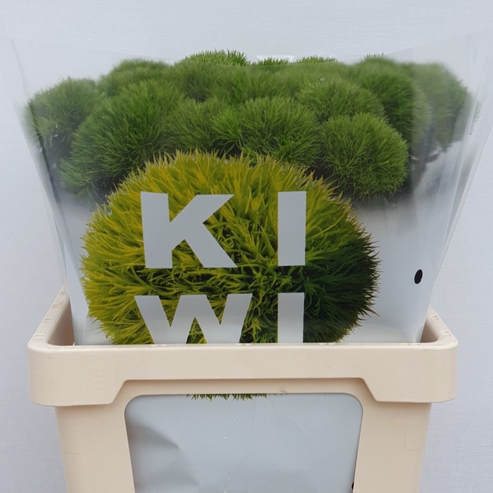 <h4>DI BARB KIWI MELLOW</h4>