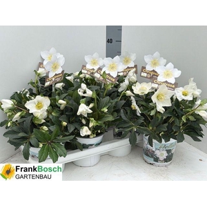 HELLEB WINTERGOLD P14 40+