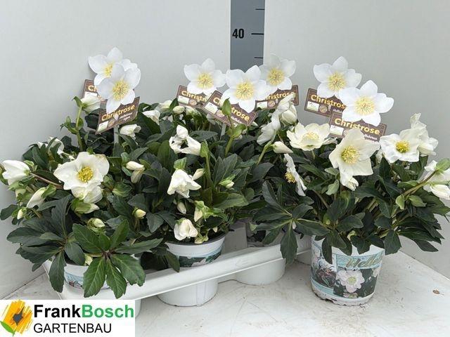 <h4>HELLEB WINTERGOLD P14 40+</h4>