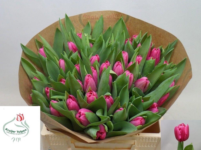 <h4>TU EN MONEYPENNY</h4>