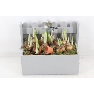 arr4 Narcis JS - Hout fence pot x4