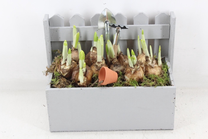 <h4>arr4 Narcis JS - Hout fence pot x4</h4>