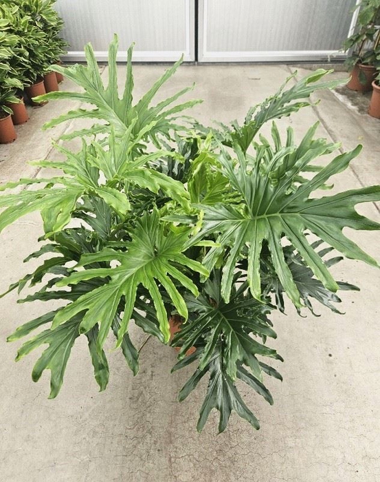 Philodendron Cum Laude