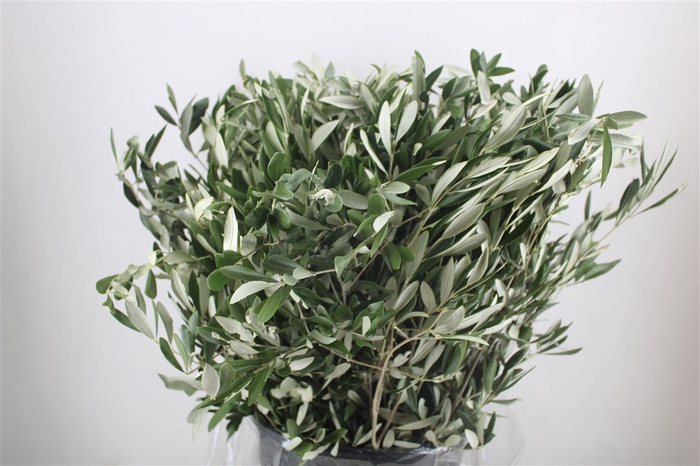 <h4>Olijf 400gr P Bunch</h4>