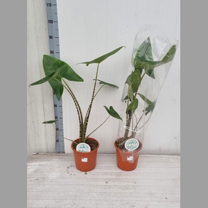 ALOC ZEBRINA