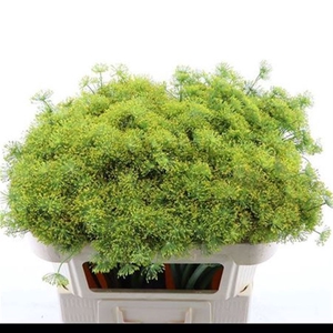 Anethum Graveolens