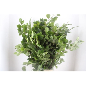 Beuk Naturel P Bunch