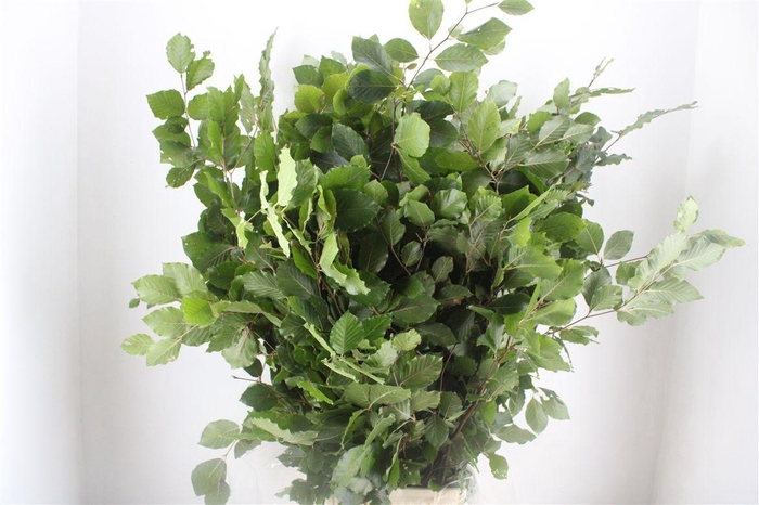 <h4>Beuk Naturel P Bunch</h4>