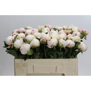 Paeonia Mary E. Nicholls