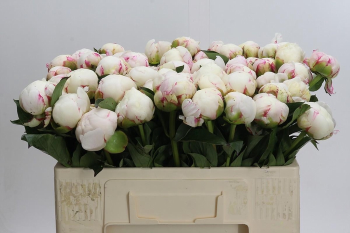 <h4>Paeonia Mary E. Nicholls</h4>