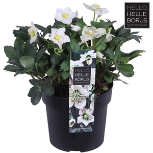 Helleborus niger 'Christmas Carol Early' XL P19