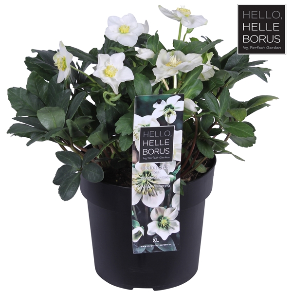 <h4>Helleborus niger 'Christmas Carol Early' XL P19</h4>