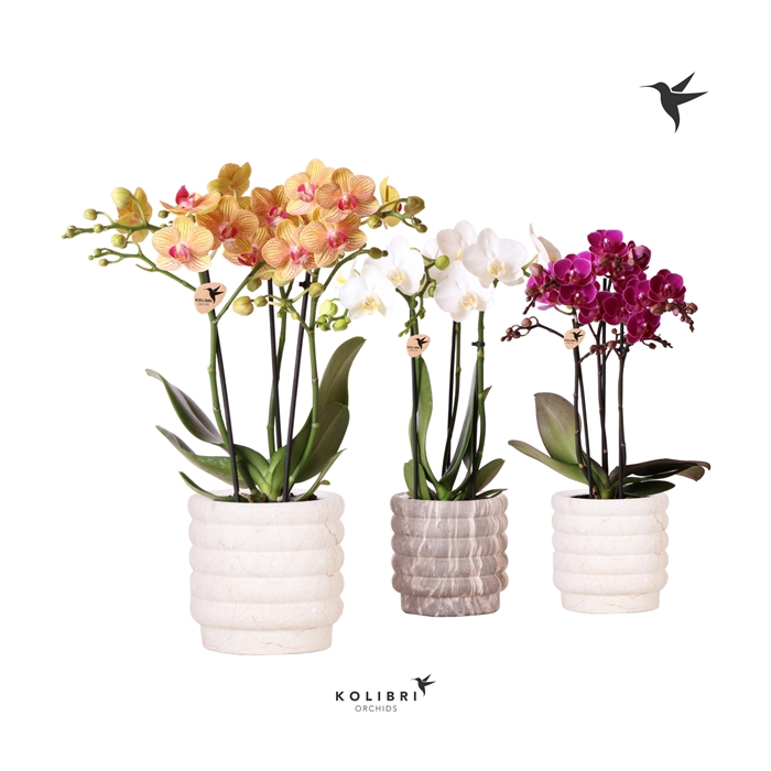 <h4>Kolibri Orchids Phalaenopsis mix 3 spike in Marble pot mix</h4>