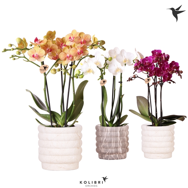 Kolibri Orchids Phalaenopsis mix 3 spike in Marble pot mix