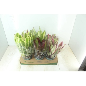 NEOREGELIA VARIADA P14