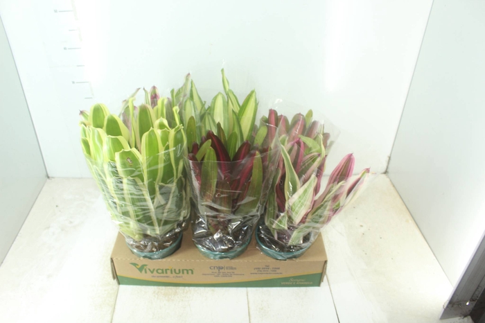 <h4>NEOREGELIA VARIADA P14</h4>