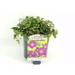 Vinca minor Atropurpurea