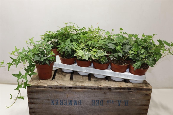 <h4>Hed He Gem 3 Srt</h4>