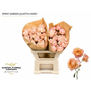 Rosa Spray Garden Julietta Honey