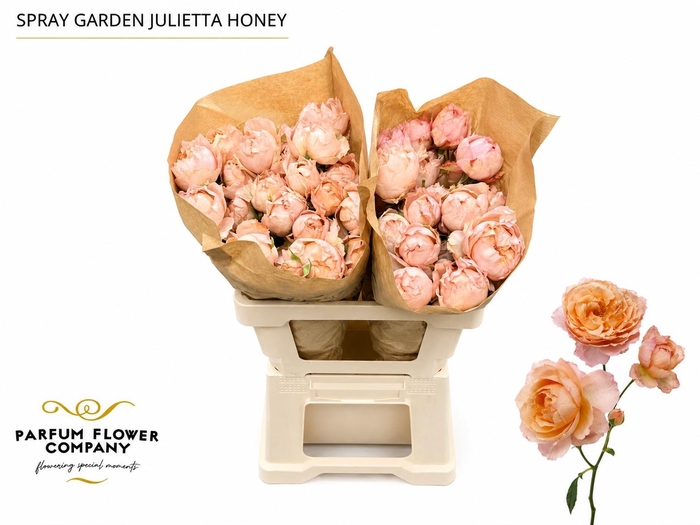 <h4>Rosa Spray Garden Julietta Honey</h4>