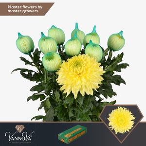 CHRYSANTHEMUM PL 'MAGNUM YELLOW'