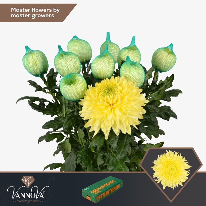 <h4>CHRYSANTHEMUM PL 'MAGNUM YELLOW'</h4>