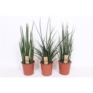 Sansevieria Luxe mix